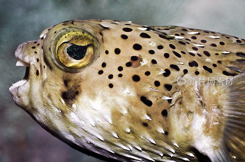 Porcupine Puffer Fish(箭猪河豚科